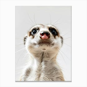 Cute Meerkat Canvas Print