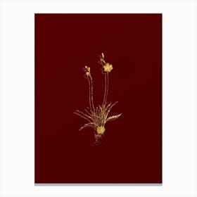 Vintage Ixia Crispa Botanical in Gold on Red n.0498 Canvas Print