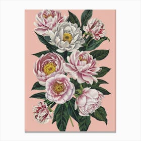 Pink Peonies Canvas Print