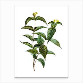Vintage Northern Bush Honeysuckle Botanical Illustration on Pure White n.0238 Canvas Print
