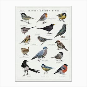 Garden Birds Illustration - Bird Wildlife Art Print Canvas Print