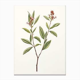 Cinnamon Vintage Botanical Herbs 0 Canvas Print