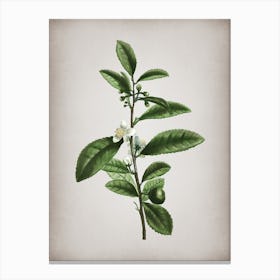 Vintage Tea Tree Botanical on Parchment n.0718 Canvas Print