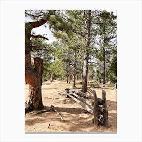Pine Trees In The Forest Canvas Print