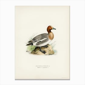 Eurasian Wigeon, The Von Wright Brothers Canvas Print