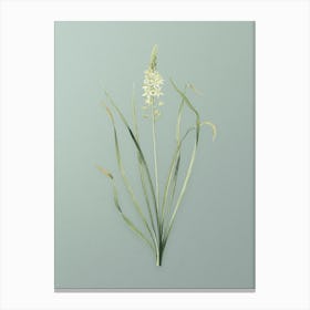 Vintage Wild Asparagus Botanical Art on Mint Green n.0638 Canvas Print