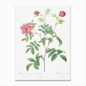 Cinnamon Rose, Pierre Joseph Redoute Canvas Print