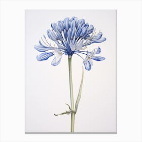 Pressed Flower Botanical Art Agapanthus 1 Canvas Print