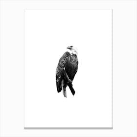 Bald Eagle Perched Digital Illustration Canvas Print