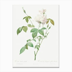 Variety Of Monthly Rose Also Known As Bengal Rose With White Flowers, Pierre Joseph Redoute Canvas Print