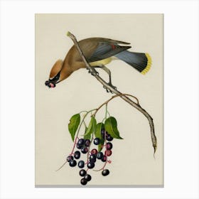 Waxwing Canvas Print