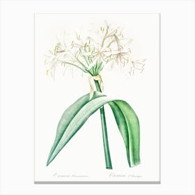 Florida Swamp Lily Illustration From Les Liliacées (1805), Pierre Joseph Redoute Canvas Print