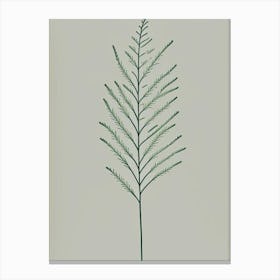 Asparagus Fern Simplicity Canvas Print