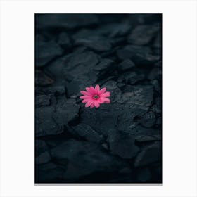 Pink Flower In The Sand Canvas Print