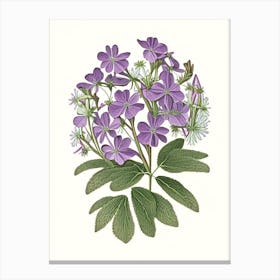 Creeping Phlox Wildflower Vintage Botanical Canvas Print