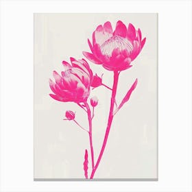 Hot Pink Protea 1 Canvas Print