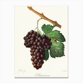 Grapes On A Branch Canvas Print