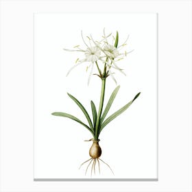 Vintage Streambank Spiderlily Botanical Illustration on Pure White n.0133 Canvas Print