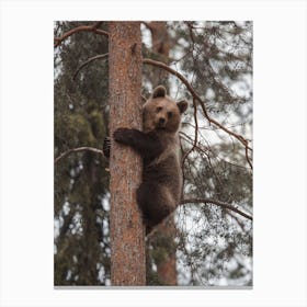 Young Bear In Tree Canvas Print