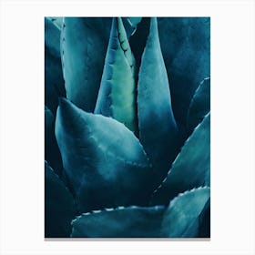 Cactus No.4 Canvas Print