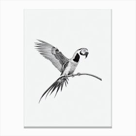 Macaw B&W Pencil Drawing 1 Bird Canvas Print