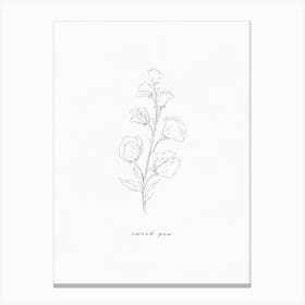Sweet Pea Line Drawing Canvas Print