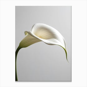 Calla Lily 3 Canvas Print