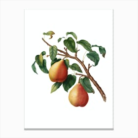 Vintage Wild European Pear Botanical Illustration on Pure White n.0261 Canvas Print