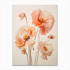 Pressed Wildflower Botanical Art Poppies 1 Canvas Print