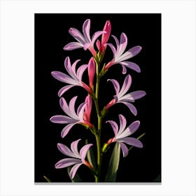 Pink Flower On A Black Background Canvas Print