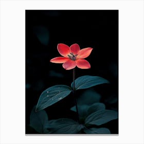 Red Flower In The Dark Canvas Print