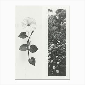 Morning Glory Flower Photo Collage 1 Canvas Print