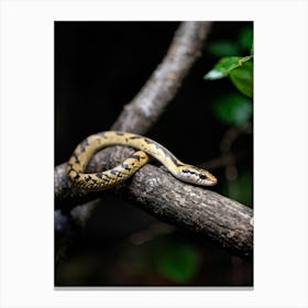 Baby Snake Captured Mid Twist Exhibiting A Playful Surprise As It Clings To A Textured Branch Foreg Canvas Print