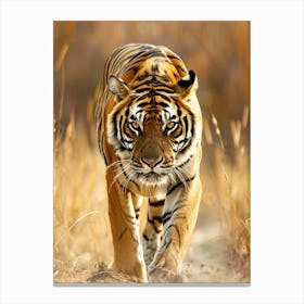 Tiger Walking In The Grass Canvas Print