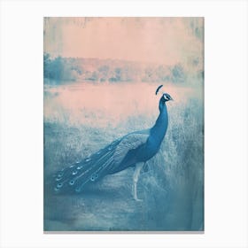 Turquoise Cyanotype Inspired Peacock In The Grass 3 Canvas Print