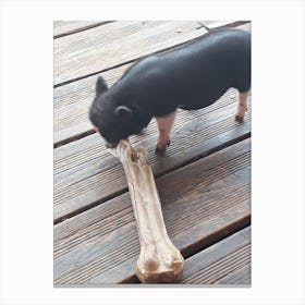 Pig Chewing Bone 1 Canvas Print