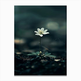 Single Flower In The Dark 49 Canvas Print