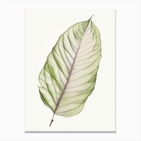 Magnolia Leaf Illustration Canvas Print