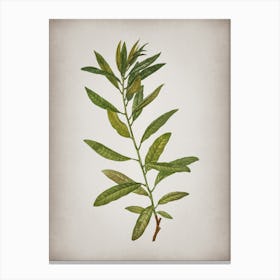 Vintage Rhodora Botanical on Parchment n.0461 Canvas Print