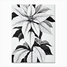 Poinsettia B&W Pencil 1 Flower Canvas Print