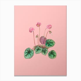 Vintage Shore Cyclamen Flower Botanical on Soft Pink n.0824 Canvas Print