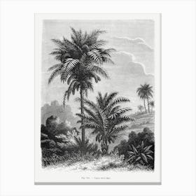 Vintage Landscape Drawing With Palm Trees Canvas Print