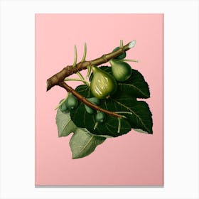 Vintage Fig Botanical on Soft Pink n.0806 Canvas Print