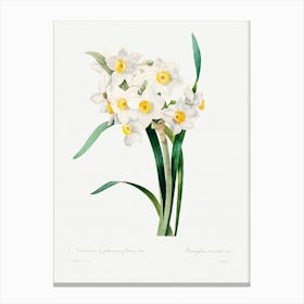 Chinese Sacred Lily, Pierre Joseph Redoute Canvas Print
