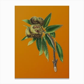 Vintage Spanish Chestnut Botanical on Sunset Orange Canvas Print
