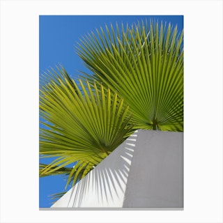 Green palm leaves and blue sky Canvas Print