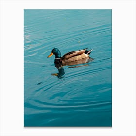 Duck. Collection. No. 1. In Blue Water. Vertical. 1 Canvas Print