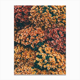 Autumn Flowers Canvas Print