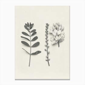 Freesia Flower Photo Collage 1 Canvas Print