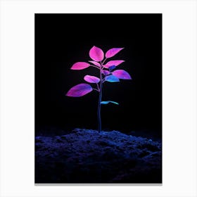 Plant In The Dark 9 Canvas Print